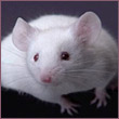 FatalMouse